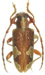  Jolyellus albomaculatus