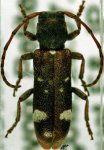  Psenocerus supernotatus