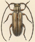  Unelcus lineatus