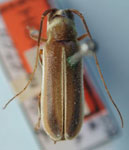  Apagomerina lampyroides