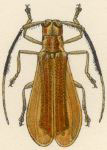  Apeba isabellina