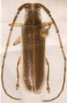  Cotycuara albomarginata