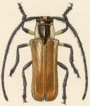  Hilaroleopsis bicarinata