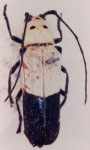  Hilaroleopsis dimidiata