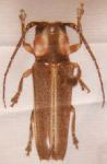  Iatuca brevicornis