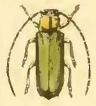  Isomerida amicta