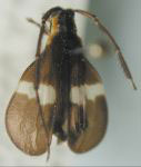  Lycidola simulatrix