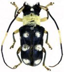  Ochromima marginicollis