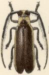  Tyrinthia photurina