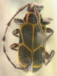  Coroicoia ligata