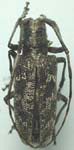  Monochamus clamator latus