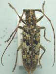  Monochamus marmorator