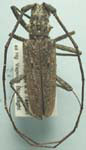  Monochamus notatus