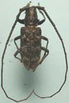  Monochamus obtusus obtusus