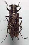  Monochamus scutellatus scutellatus