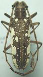  Neoptychodes cretatus