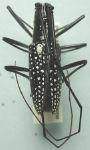  Ptychodes taeniotoides niveisparsis