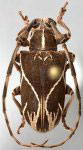  Cicatrodea monima