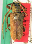  Hesychotypa punctata