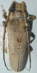  Oncideres albomarginata albomarginata