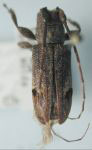  Trestonia pyralis