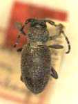  Parmenosoma griseum