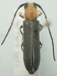  Mecas (Dylobolus) rotundicollis