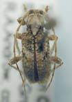  Callipogonius cornutus