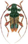  Cosmotomidius elongatus