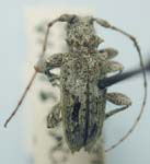  Lophopogonius crinitus