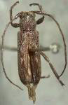  Lypsimena fuscata