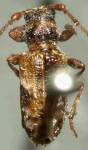  Pogonocherus (Pogonocherus) parvulus