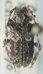  Poliaenus abietis