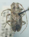  Poliaenus obscurus albidus