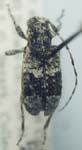  Poliaenus oregonus