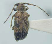  Zaplous annulatus