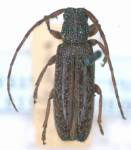  Ataxia obtusa