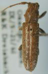  Esthlogena (Esthlogena) albisetosa