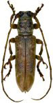  Rhaphiptera avicenniae