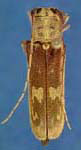  Saperda discoidea