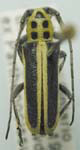  Saperda puncticollis