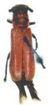  Phaea coccinea