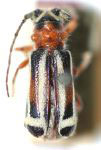  Phaea elegantula