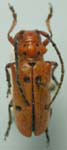  Tetraopes sublaevis