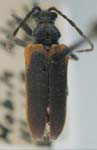 Acmaeops discoideus