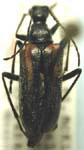 Acmaeops proteus proteus