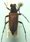 Anastrangalia sanguinea