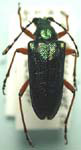 Anthophylax cyaneus