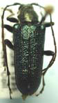 Anthophylax viridis