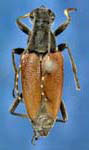 Brachyleptura champlaini